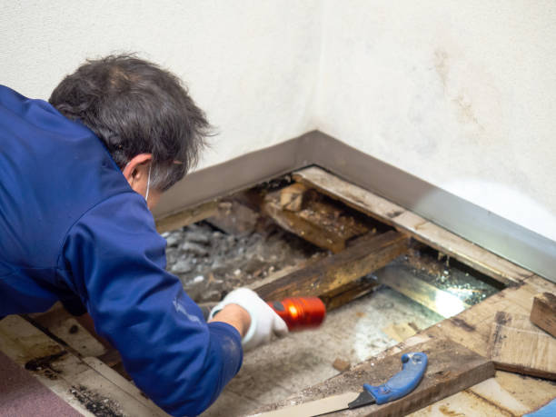 Best Water Damage Restoration  in St Pauls, NC